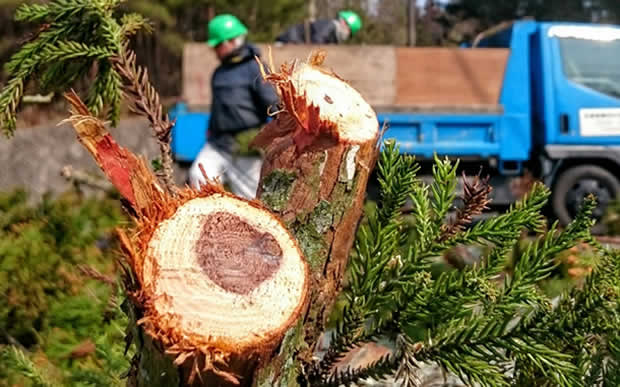 山口片付け110番の庭木伐採サービス