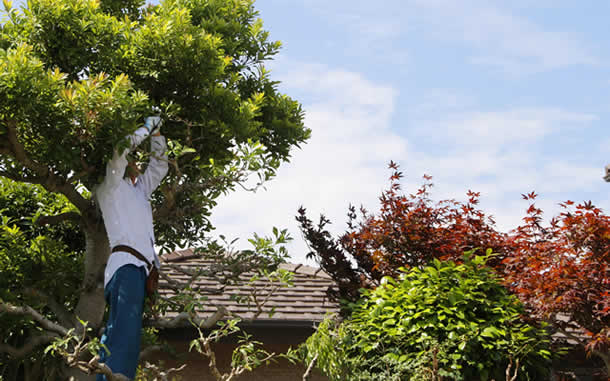 山口片付け110番の庭木剪定サービス